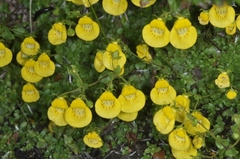 Calceolaria tenella