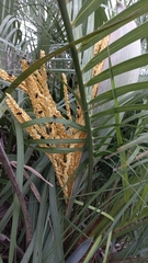 Butia catarinensis