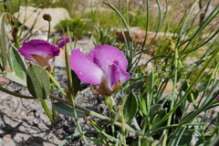 Podalyria biflora
