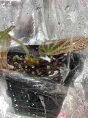 Begonia chloroneura