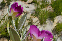 Podalyria biflora