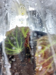 Begonia chloroneura