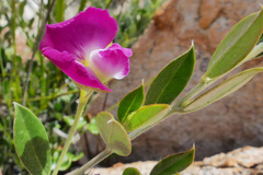 Podalyria biflora
