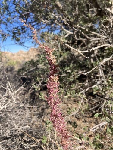 Fringed amaranth (Amaranthus fimbriatus)