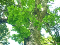 Quercus hartwissiana