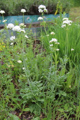 Valeriana cardamines