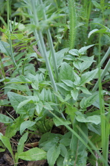 Valeriana cardamines
