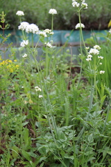 Valeriana cardamines