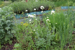 Valeriana cardamines