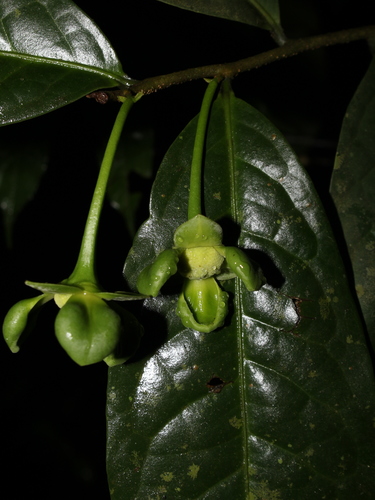 Cymbopetalum costaricense image