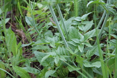 Valeriana cardamines