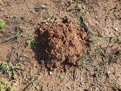 Nannospalax ehrenbergi