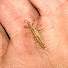 Sastrapada baerensprungi