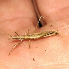 Sastrapada baerensprungi