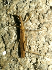 Sastrapada baerensprungi