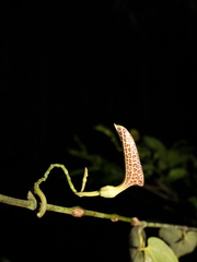 Aristolochia constricta