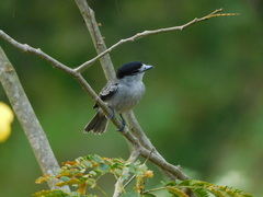 Pachyramphus rufus