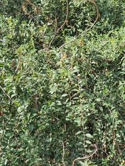 Ziziphus spina-christi