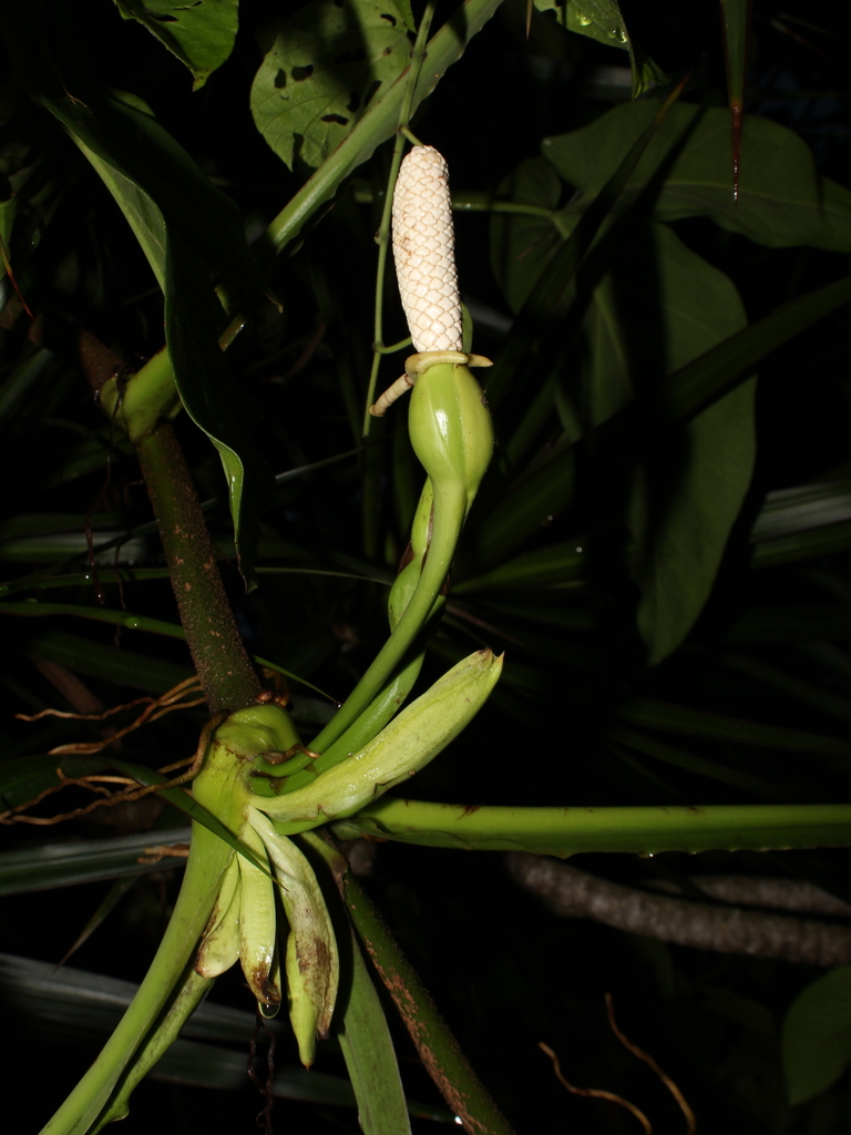 Syngonium peliocladum