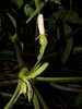 Syngonium podophyllum peliocladum - Photo (c) Leonardo Álvarez-Alcázar, some rights reserved (CC BY-NC), uploaded by Leonardo Álvarez-Alcázar