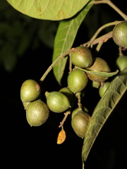 Protium costaricense