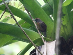 Pheugopedius rutilus