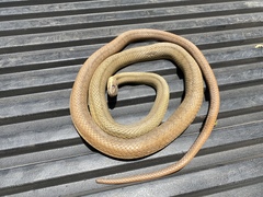 Philodryas nattereri