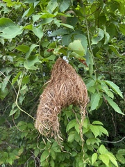Ochre-Lored Flatbill photo 4