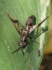 Acanthocera