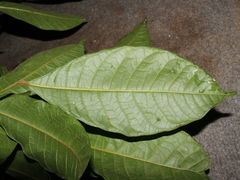 Protium costaricense