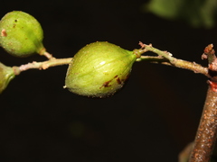 Protium costaricense
