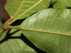 Protium costaricense