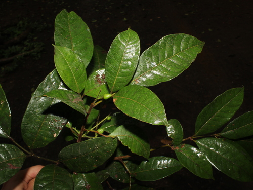 Protium costaricense - Leaves
