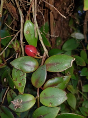 Codonanthopsis crassifolia