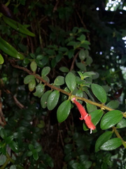 Columnea tulae