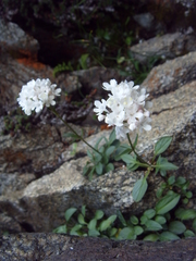 Valeriana saxicola