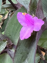 Tradescantia pallida