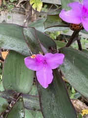 Tradescantia pallida