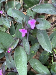 Tradescantia pallida