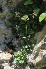 Valeriana saxicola