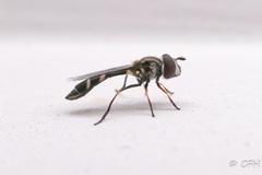 Dioprosopa clavata