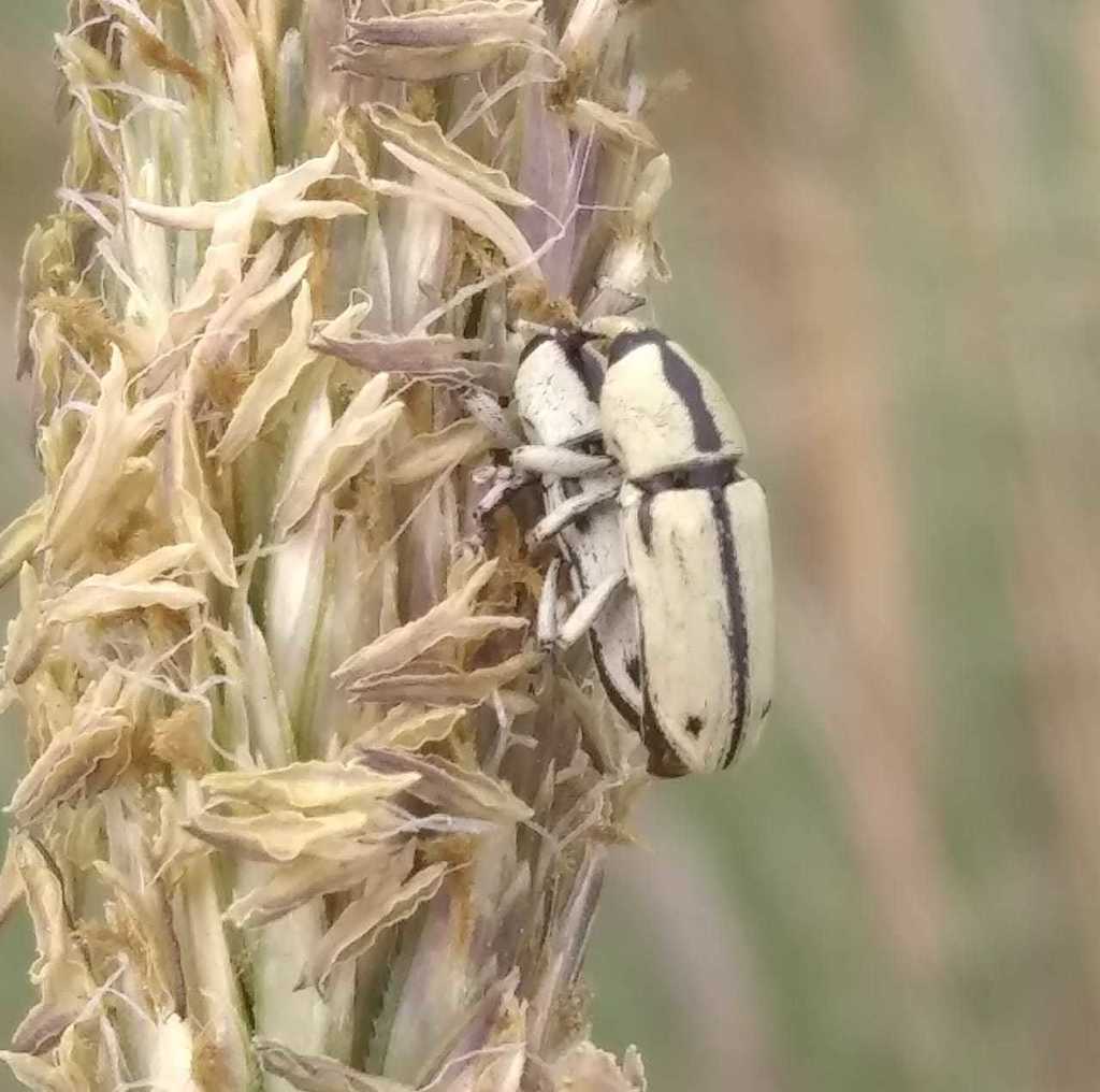 Opseobaris