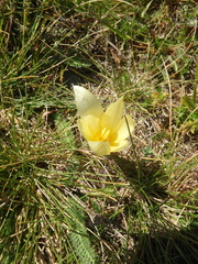 Crocus scharojanii