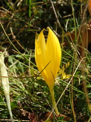 Crocus scharojanii