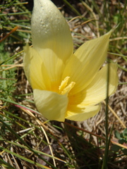 Crocus scharojanii