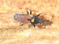 Oxycarenus