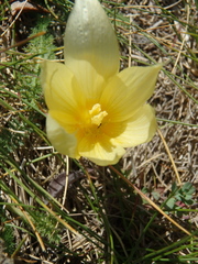 Crocus scharojanii