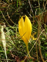 Crocus scharojanii