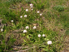 Valeriana tuberosa