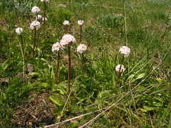 Valeriana tuberosa